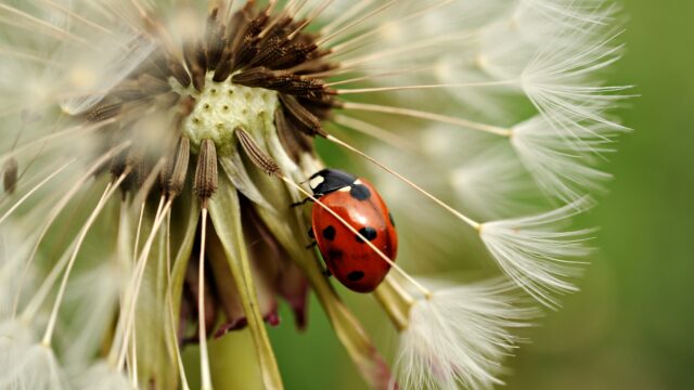 Marienkäfer auf Pusteblume
